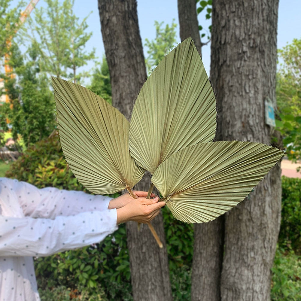 Palm Leaf Dried - 1 قطعة من أوراق النخيل الطبيعية