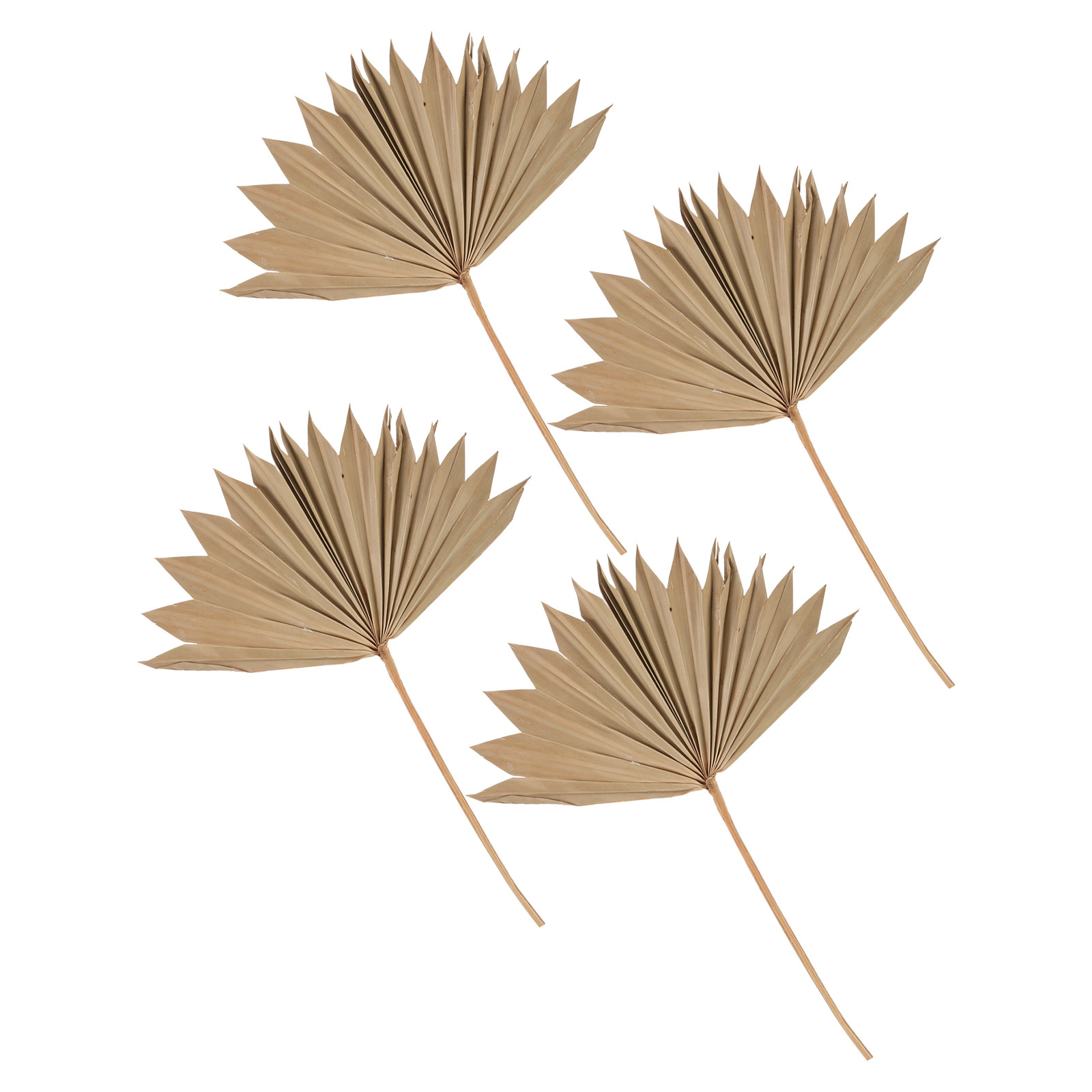 Palm Leaf Dried - 4 قطع من مراوح أوراق النخيل