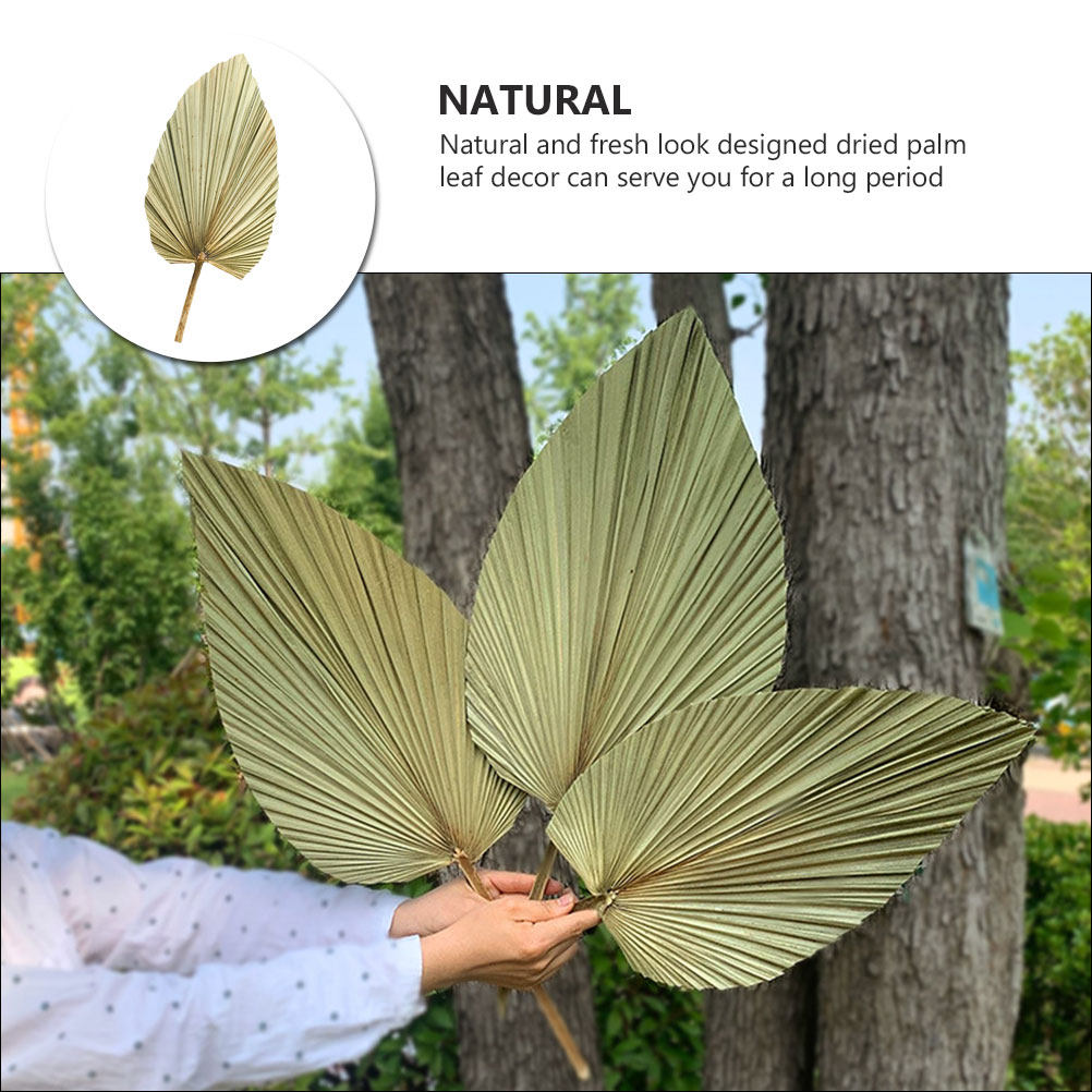 1 قطعة من أوراق النخيل المجففة - مراجعة Palm Leaf Dried وسعره