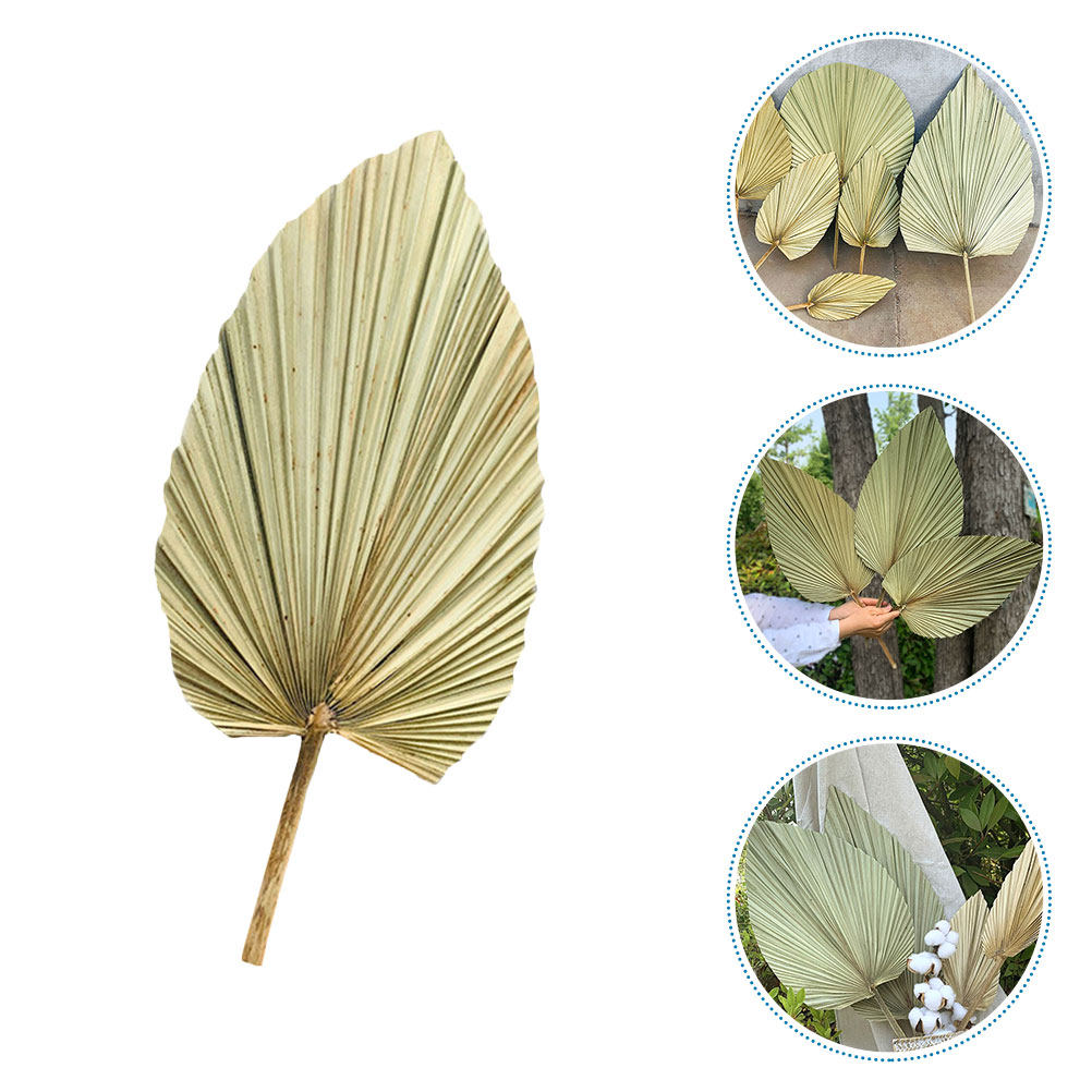 1 قطعة من أوراق النخيل المجففة - مراجعة Palm Leaf Dried وسعره
