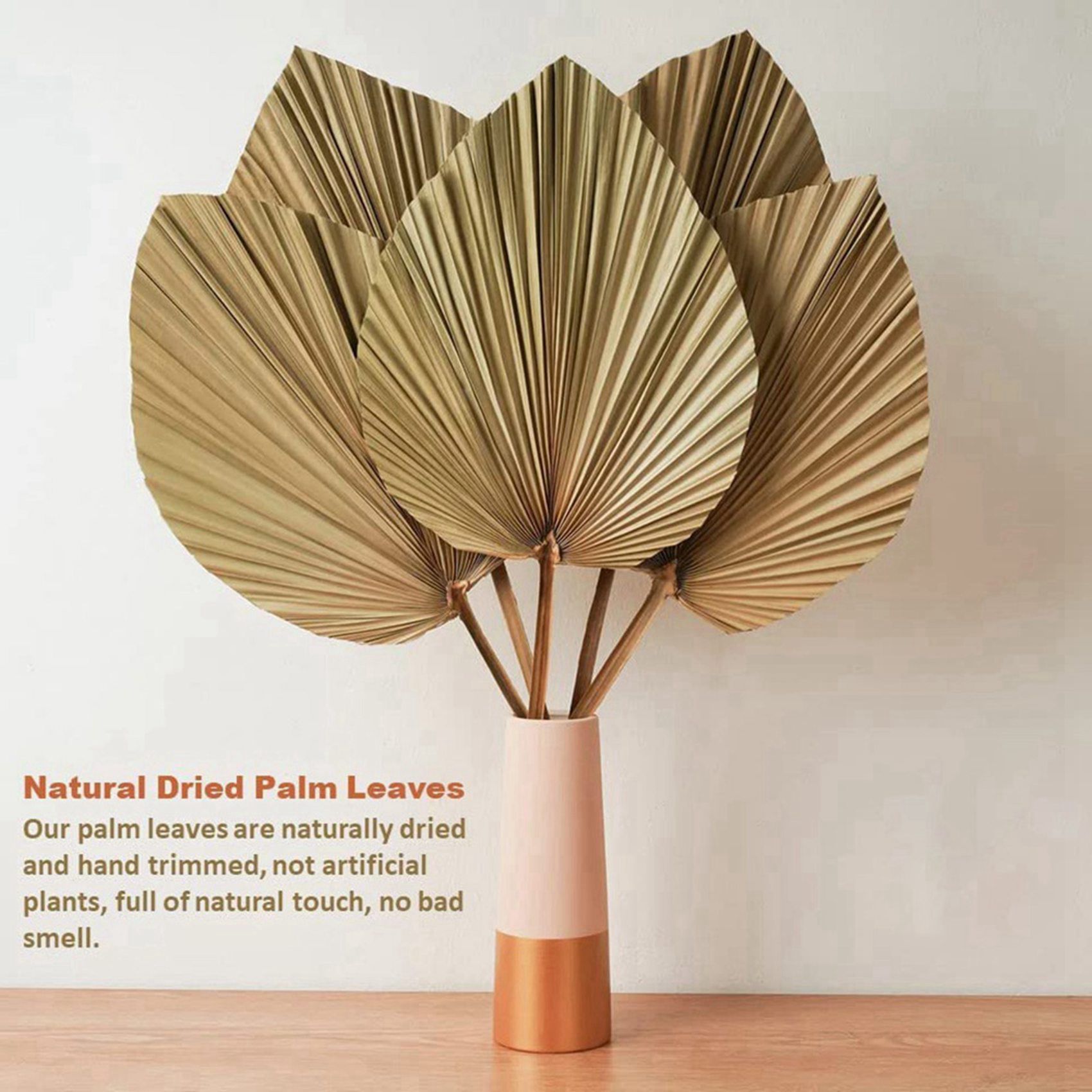 8 قطع من أوراق النخيل الطبيعية - مراجعة Palm Leaf Dried وسعره