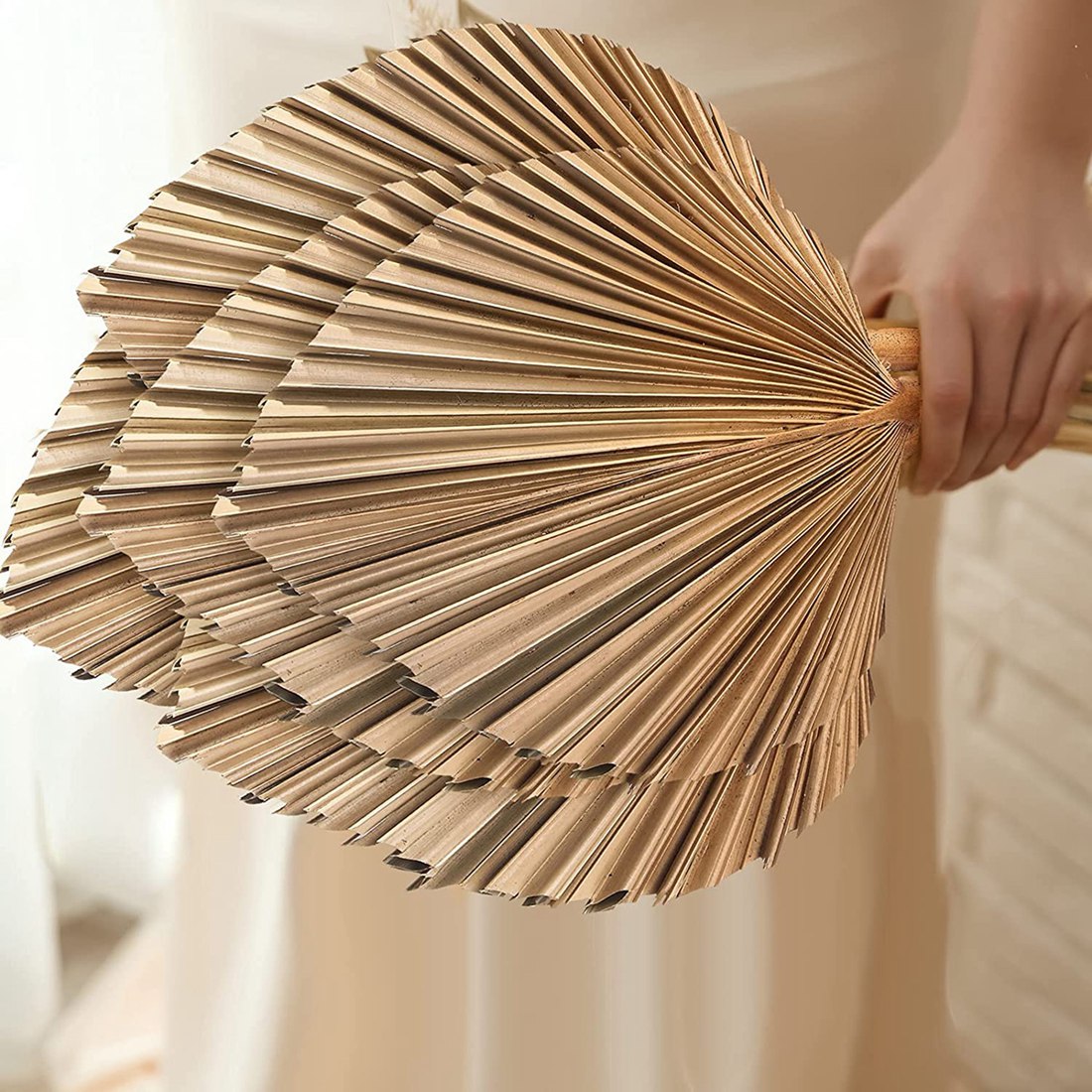 5 قطعة أوراق النخيل المجففة ال - مراجعة Palm Leaf Dried وسعره
