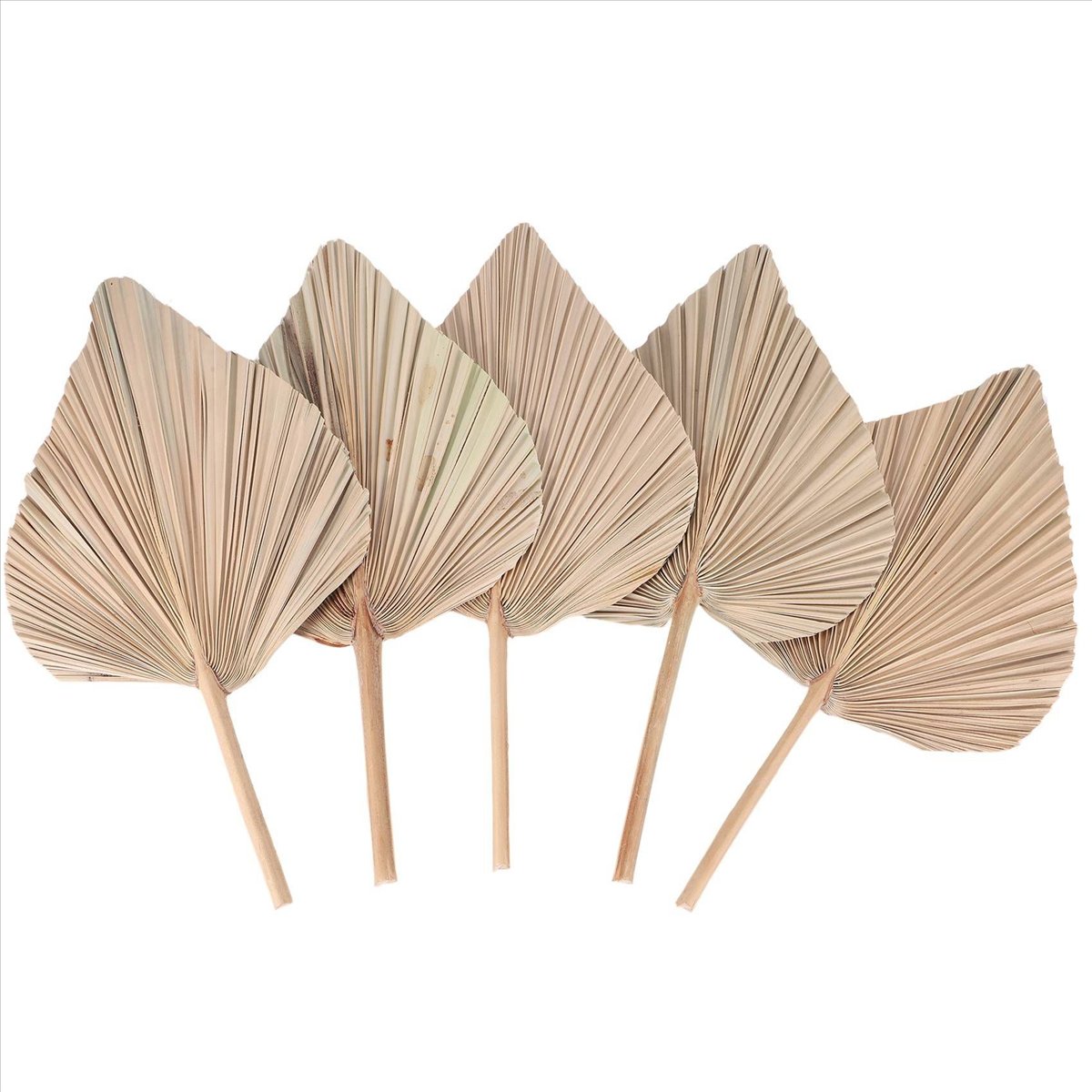 أوراق نخيل مجففة من NOCM لتزيي - مراجعة Palm Leaf Dried وسعره