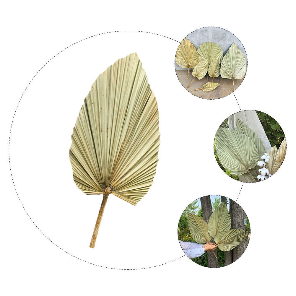 1 قطعة من أوراق النخيل الطبيعي - مراجعة Palm Leaf Dried وسعره