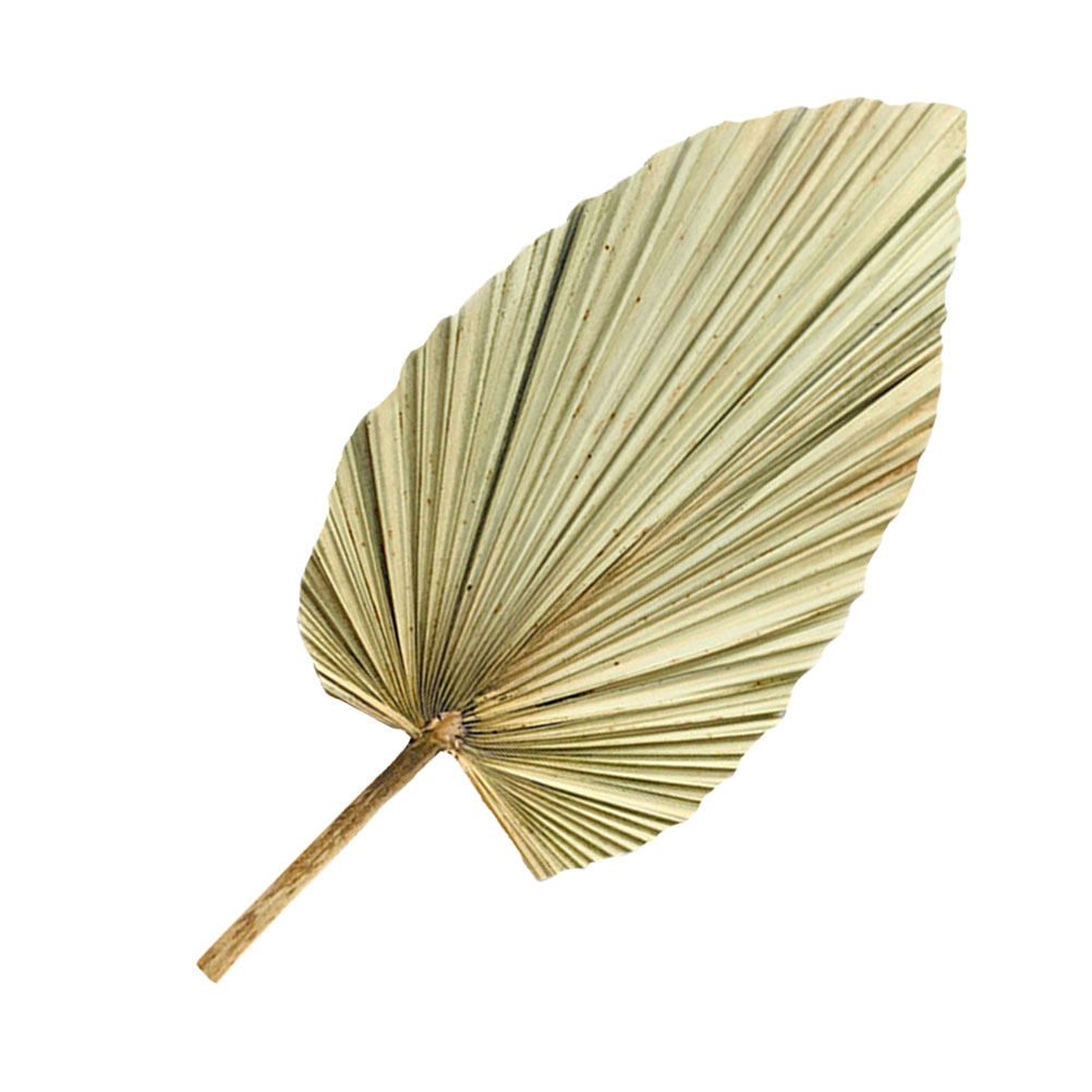 1 قطعة من أوراق النخيل الطبيعي - مراجعة Palm Leaf Dried وسعره