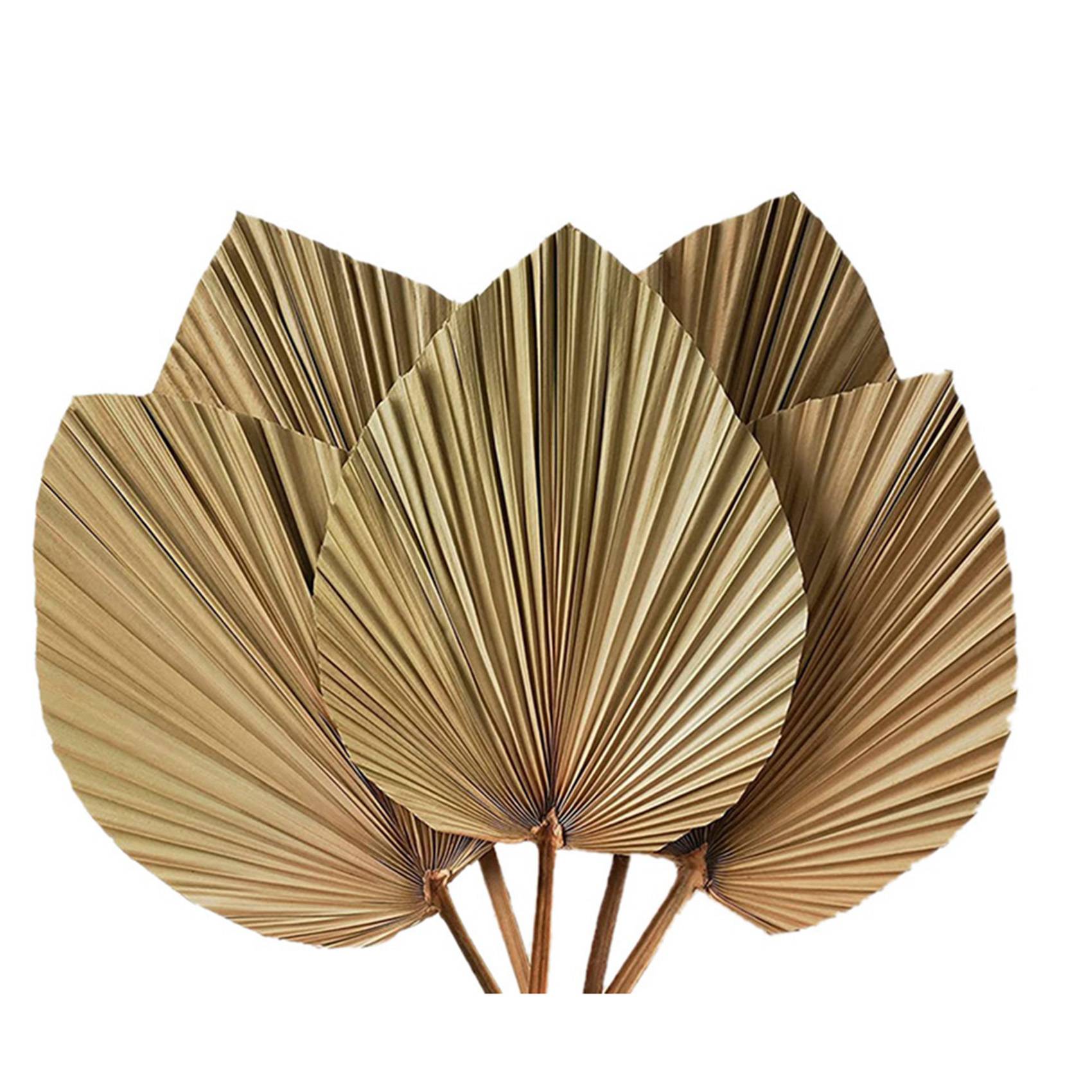 أوراق نخيل مجففة لتزيين الغرف  - مراجعة Palm Leaf Dried وسعره