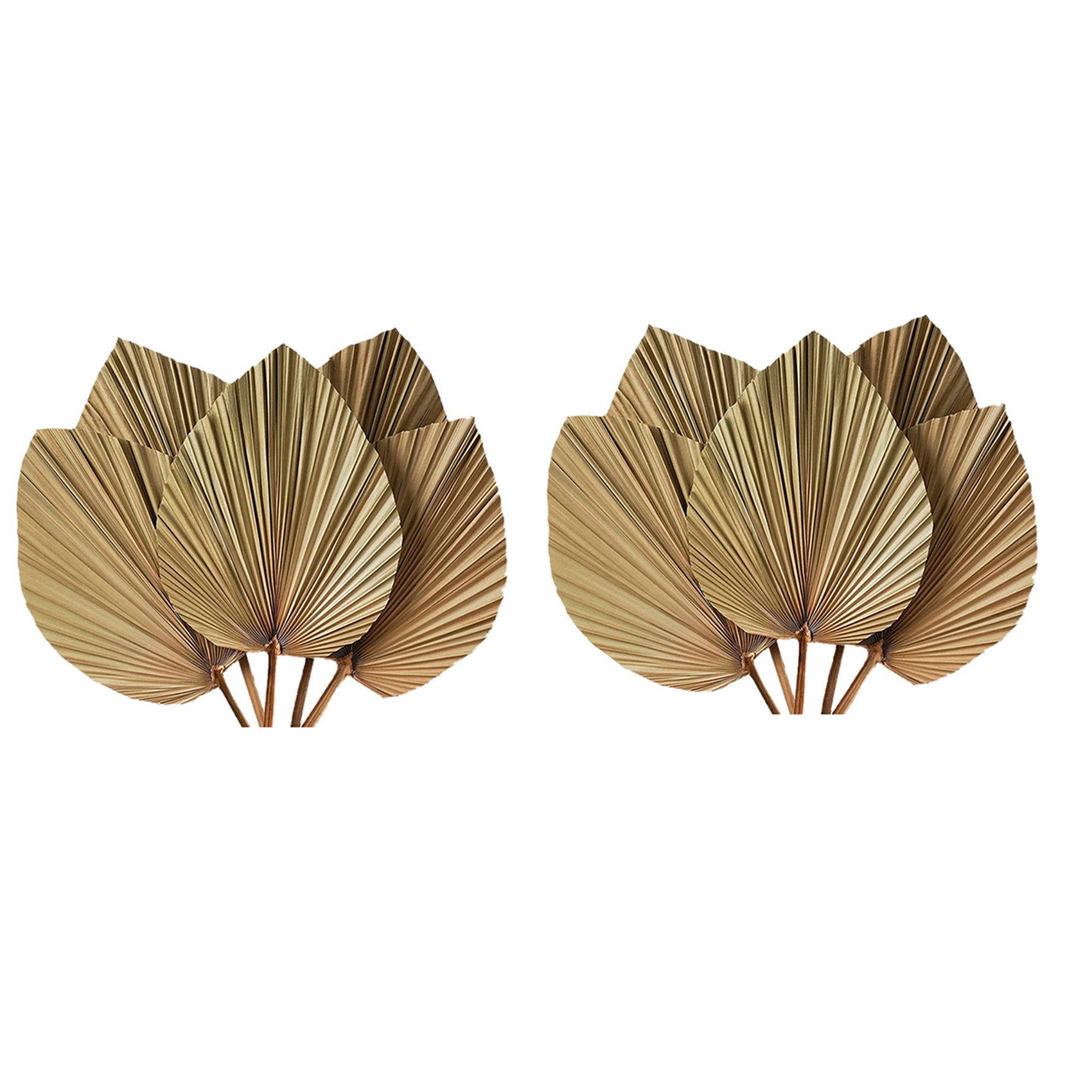 أوراق نخيل مجففة لتزيين الغرف  - مراجعة Palm Leaf Dried وسعره
