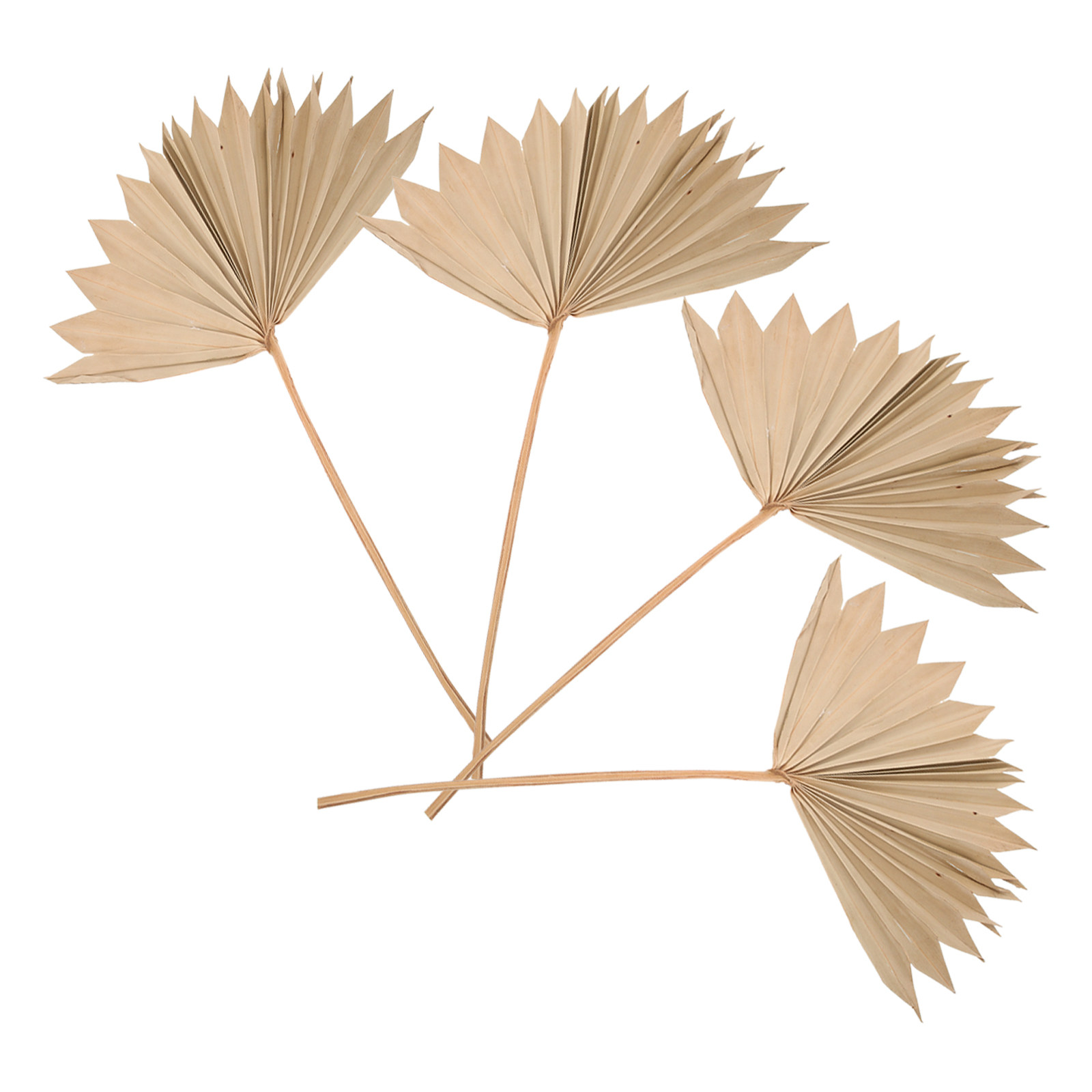 4 قطع من أوراق النخيل المجففة  - مراجعة Palm Leaf Dried وسعره