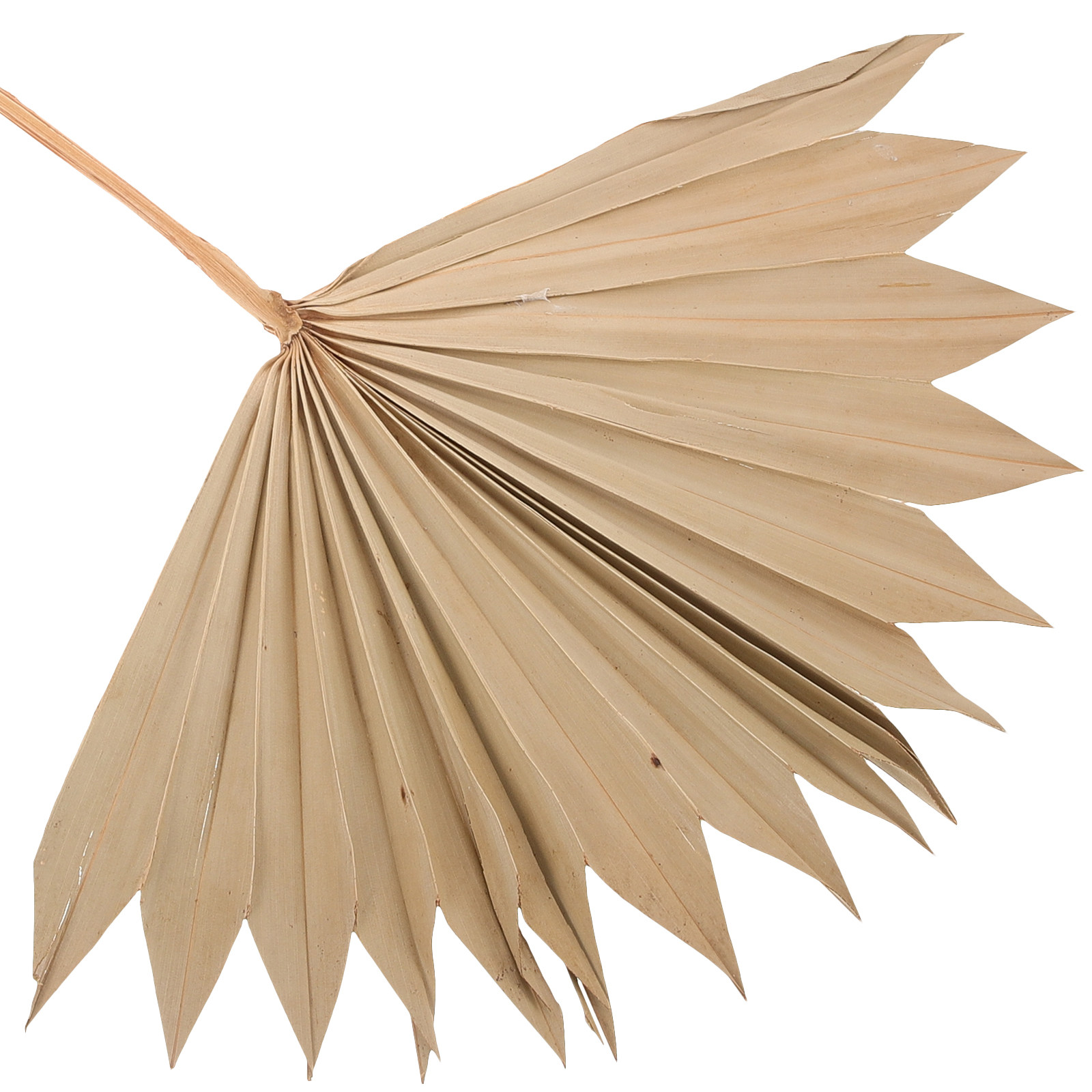 4 قطع من مراوح أوراق النخيل ال - مراجعة Palm Leaf Dried وسعره