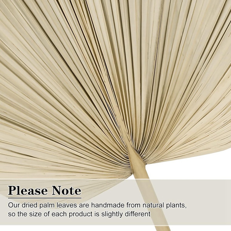 جديد 6 قطعة أوراق النخيل المجف - مراجعة Palm Leaf Dried وسعره