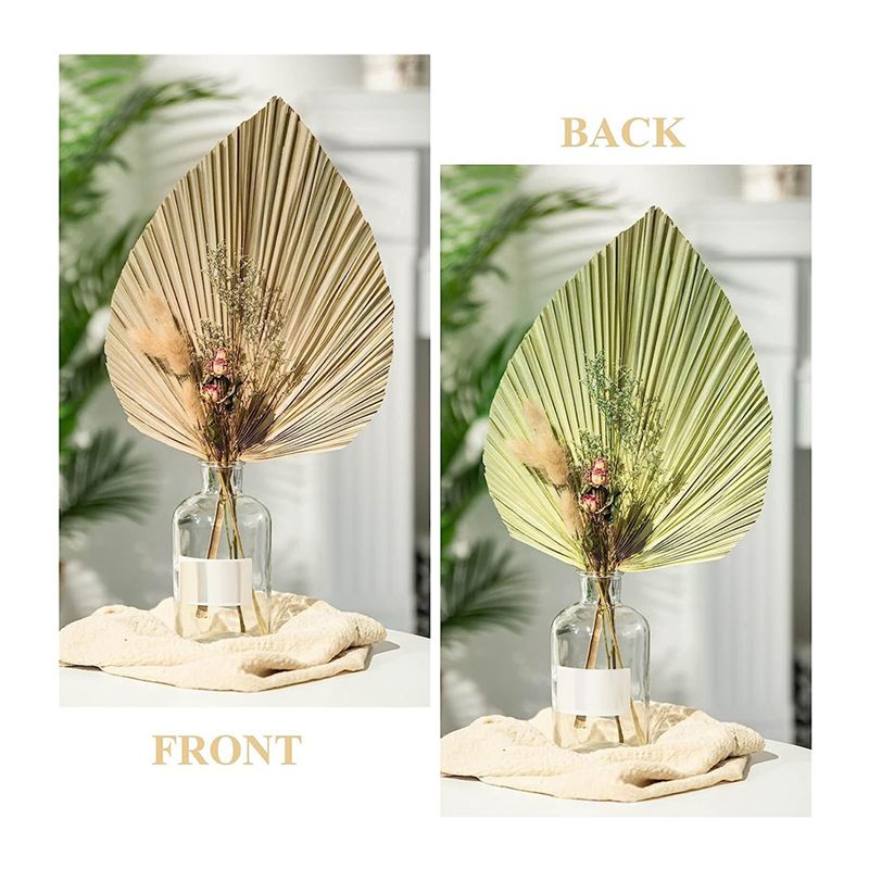6 قطع من أوراق النخيل الاستوائ - مراجعة Palm Leaf Dried وسعره