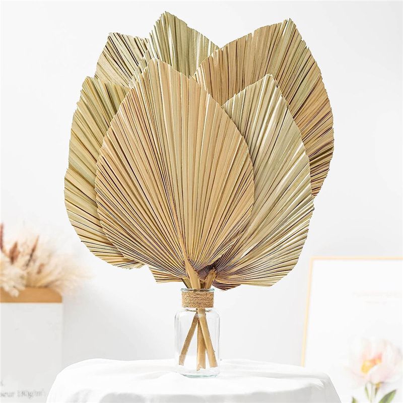 6 قطع من أوراق النخيل الاستوائ - مراجعة Palm Leaf Dried وسعره