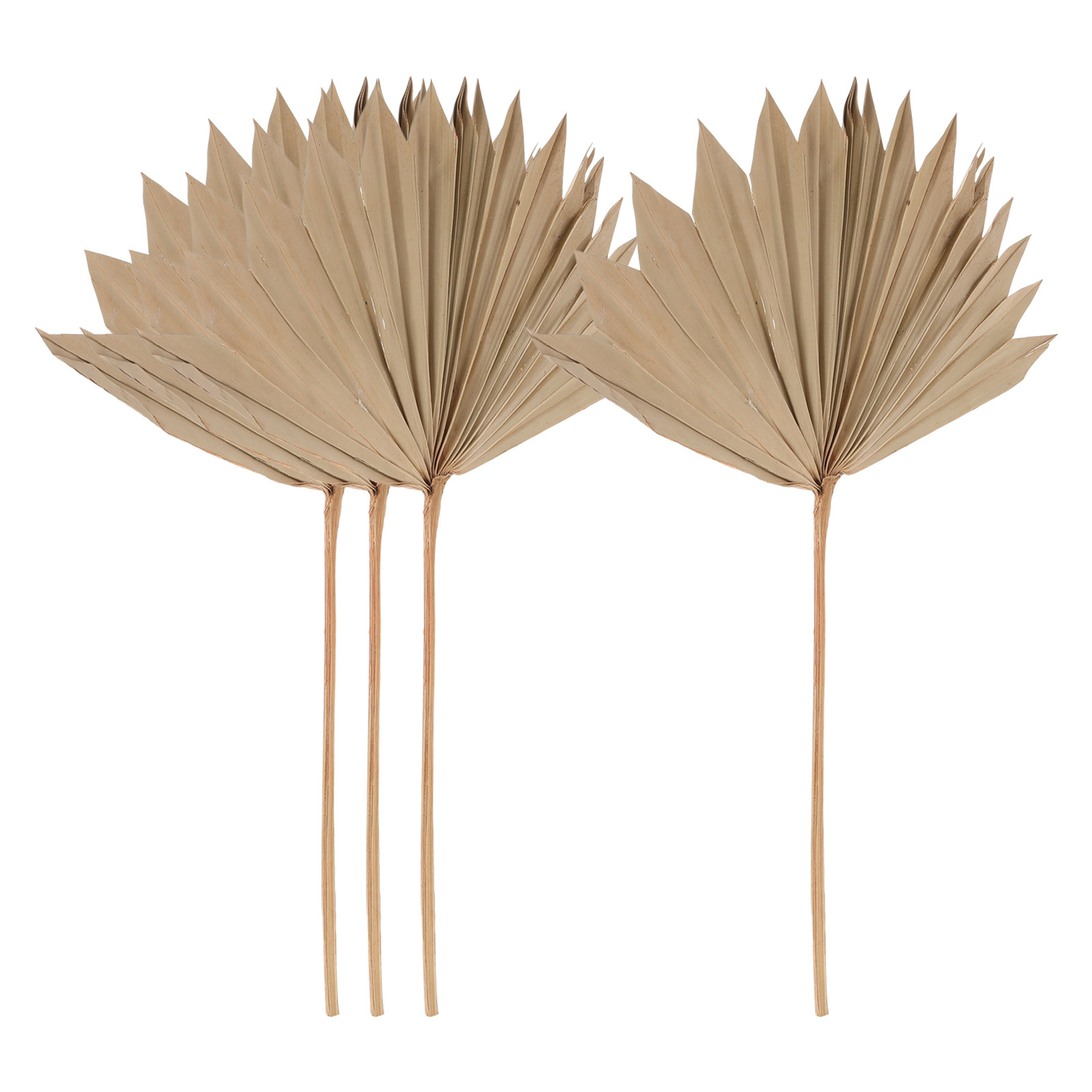 4 قطع من مراوح أوراق النخيل ال - مراجعة Palm Leaf Dried وسعره