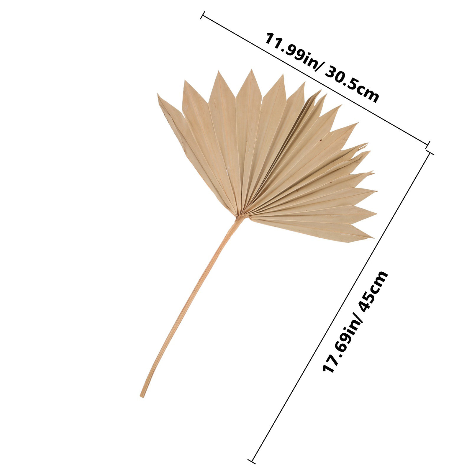 4 قطع من مراوح أوراق النخيل ال - مراجعة Palm Leaf Dried وسعره
